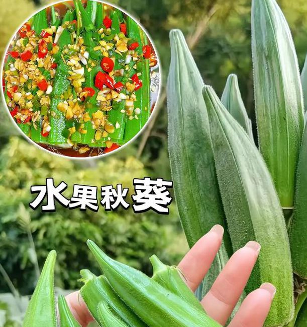 榴莲视频樱桃视频秋葵视频最新版V8.2.5_榴莲视频樱桃视频秋葵视频应用 榴莲视频樱桃视频秋葵视频最新版V8.2.5_榴莲视频樱桃视频秋葵视频应用