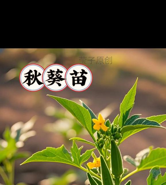 榴莲视频樱桃视频秋葵视频最新版V8.2.5_榴莲视频樱桃视频秋葵视频应用 榴莲视频樱桃视频秋葵视频最新版V8.2.5_榴莲视频樱桃视频秋葵视频应用