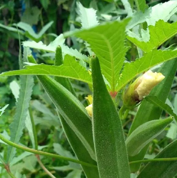 秋葵下载在线手机版V3.7.2_秋葵下载在线应用 秋葵下载在线手机版V3.7.2_秋葵下载在线应用