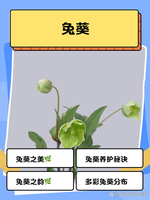 兔子视频葵花宝典应用V3.4.3_兔子视频葵花宝典APP 兔子视频葵花宝典应用V3.4.3_兔子视频葵花宝典APP