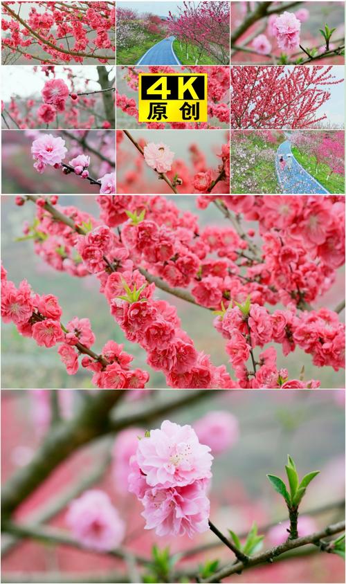 桃花社区视频www版每天在线更新,网友:都是优质大片 桃花社区视频www版每天在线更新,网友:都是优质大片
