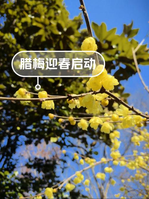 梅花视频不限次数看花钱么欢迎你最新版V1.1.5_梅花视频不限次数看花钱么欢迎你应用下载 梅花视频不限次数看花钱么欢迎你最新版V1.1.5_梅花视频不限次数看花钱么欢迎你应用下载