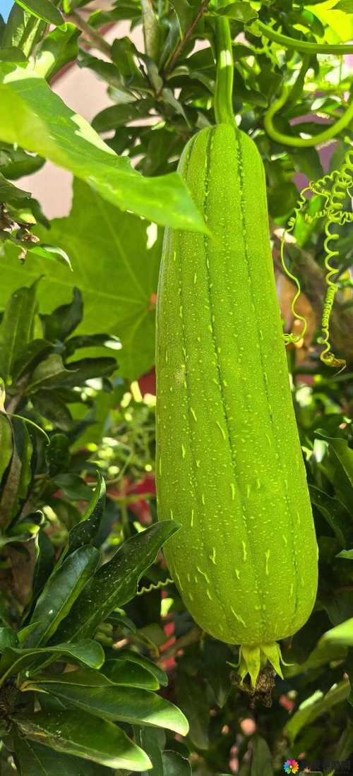 茄子奶茶香蕉丝瓜秋葵最新版不限次数使用,网友:随时出入! 茄子奶茶香蕉丝瓜秋葵最新版不限次数使用,网友:随时出入!