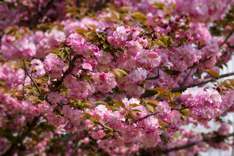 日本晚樱在线APP没有广告弹窗,用户:这就舒服了 日本晚樱在线APP没有广告弹窗,用户:这就舒服了
