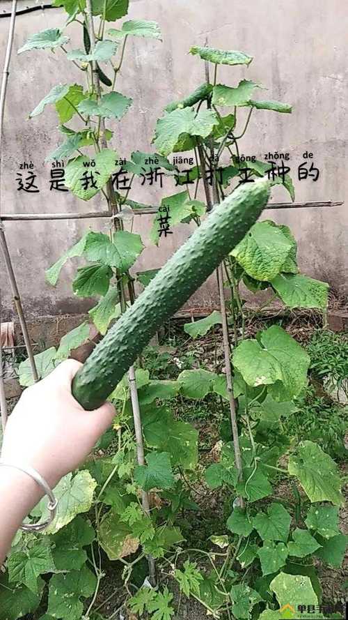 榴莲丝瓜黄瓜草莓向日葵ios在用户中疯传,网友:值得互相分享! 榴莲丝瓜黄瓜草莓向日葵ios在用户中疯传,网友:值得互相分享!